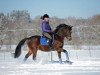 stallion Davidoff (German Riding Pony, 2004, from Depardieu)