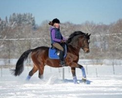 stallion Davidoff (German Riding Pony, 2004, from Depardieu)