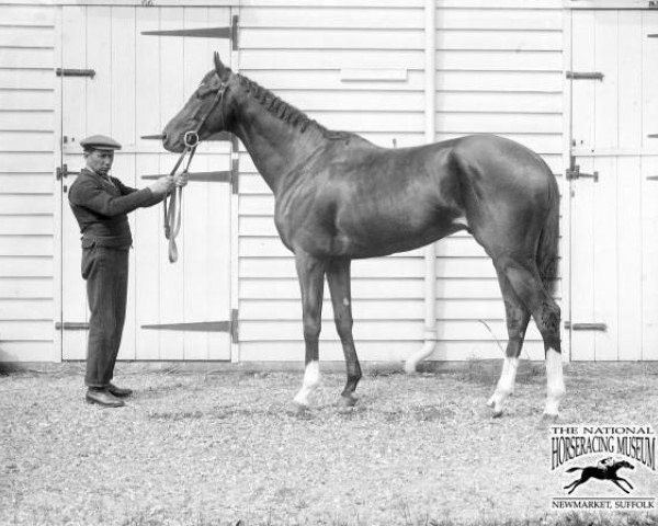 horse Durbar II xx (Thoroughbred, 1911, from Rabelais xx)