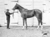 stallion Durbar II xx (Thoroughbred, 1911, from Rabelais xx)