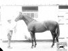 Pferd Dark Ronald xx (Englisches Vollblut, 1905, von Bay Ronald xx)