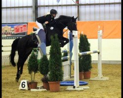 jumper Double Trouble 3 (Hanoverian, 1996, from Drosselklang II)