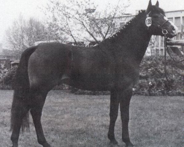stallion Waldemar (Welsh-Pony (Section B), 1973, from Wotan)