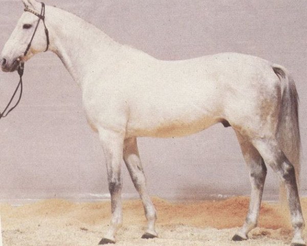 stallion Welsh City xx (Thoroughbred, 1970, from Maestose xx)