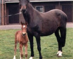 broodmare Samantha (Hanoverian, 1986, from Saloniki)