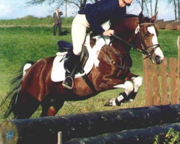 horse Painted Diamond (German Riding Pony, 1995, from Pedro 1974 ox)