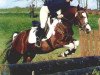 stallion Painted Diamond (German Riding Pony, 1995, from Pedro 1974 ox)