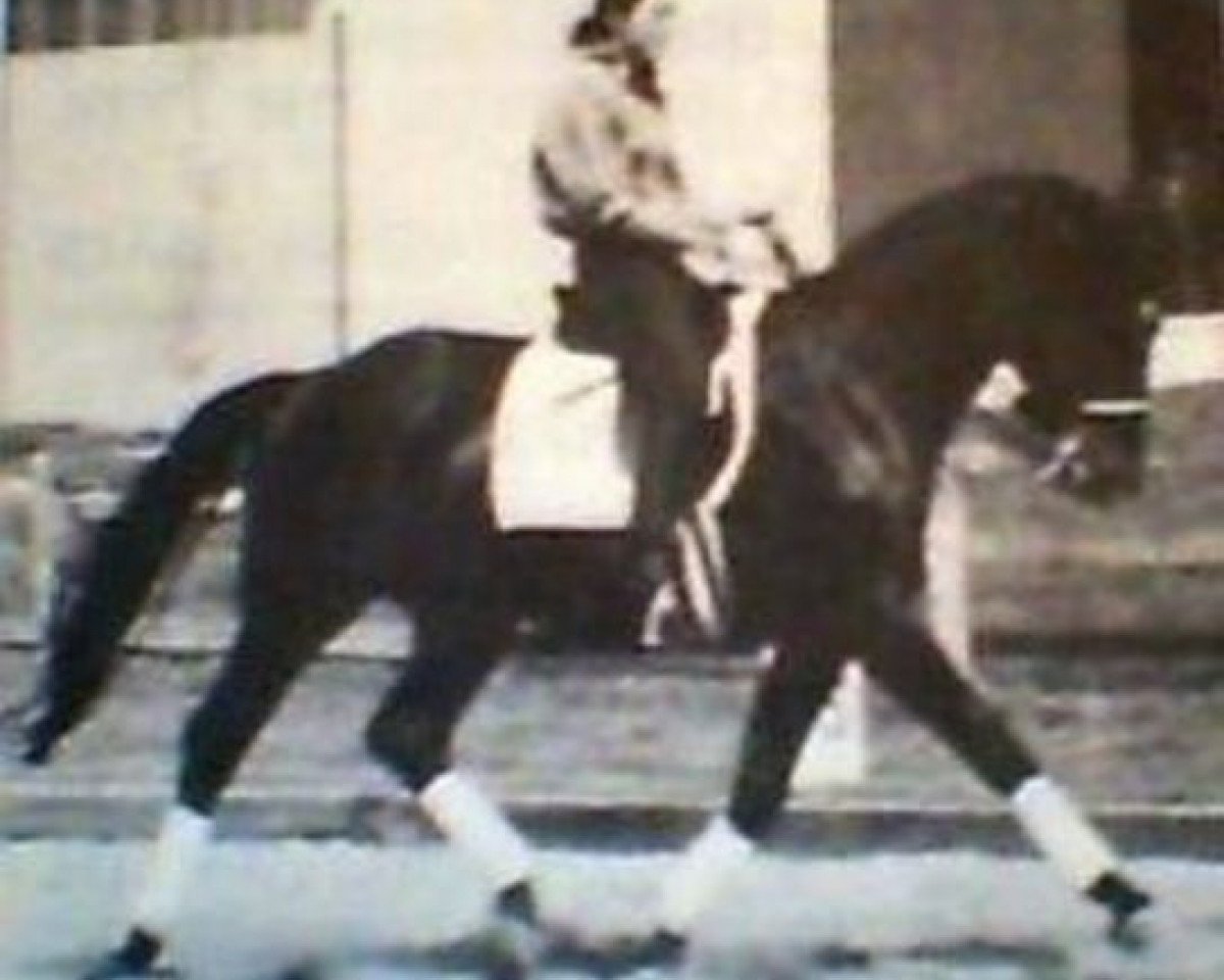 stallion Laskan (Hanoverian, 1977, from Lugano I 3963)