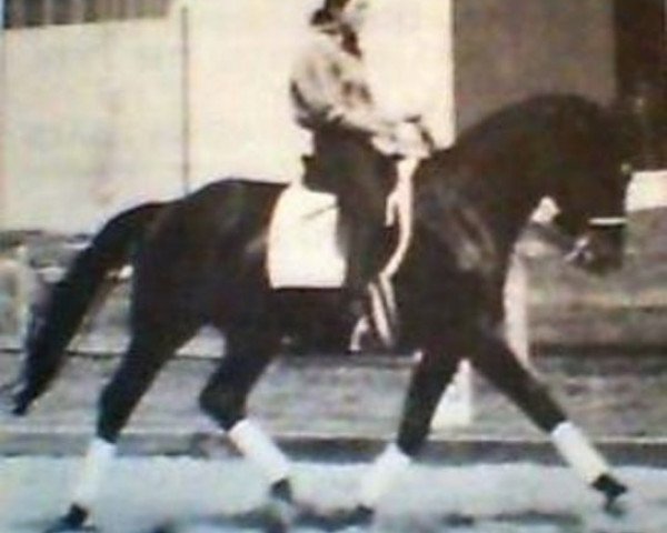 stallion Laskan (Hanoverian, 1977, from Lugano I)