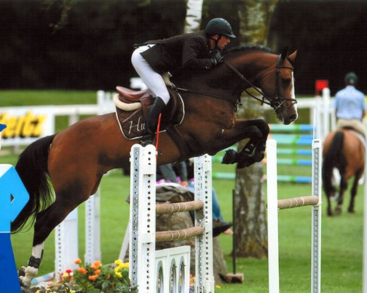 Deckhengst Amadehus (Holsteiner, 2004, von Askari)