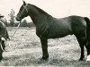 stallion Gulbis L 879 (Latvian Warmblood, 1967, from Guenther 3082)