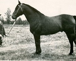 Deckhengst Gulbis L 879 (Lettisches Warmblut, 1967, von Guenther 3082)