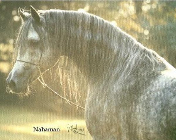 stallion Nahaman ox (Arabian thoroughbred, 1989, from Salaa El Dine EAO)