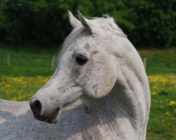 stallion Nahbir El Chamsin ox (Arabian thoroughbred, 1997, from Nahaman ox)