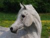 stallion Nahbir El Chamsin ox (Arabian thoroughbred, 1997, from Nahaman ox)