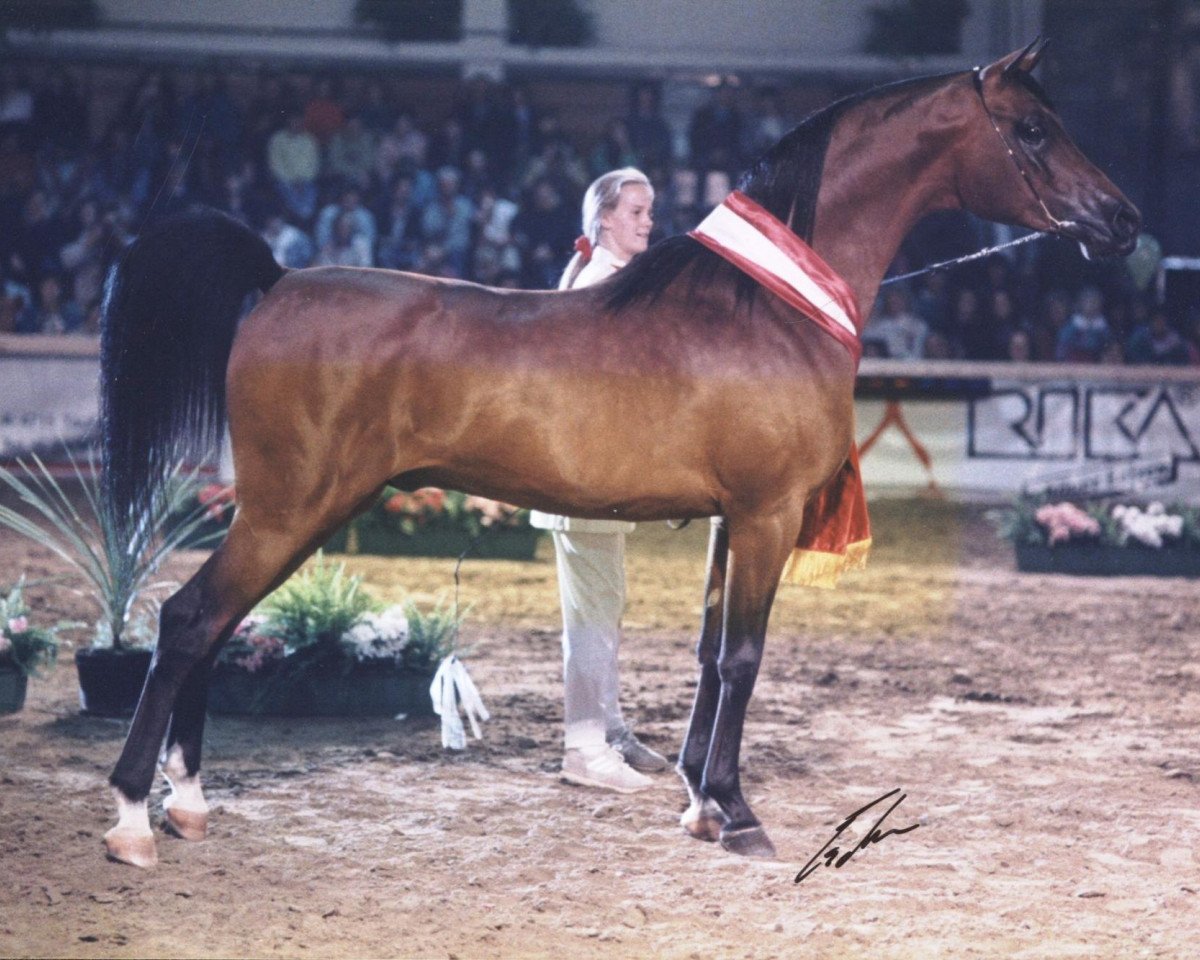 stallion AAF Absolut ox (Arabian purebred, 1989, from Naturel ox)