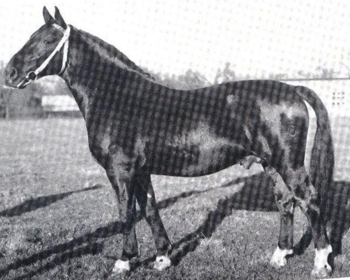 stallion Elan (Oldenburg, 1960, from Elegant II 4168)