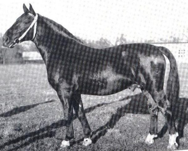 stallion Elan (Oldenburg, 1960, from Elegant II)