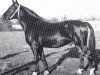 stallion Elan (Oldenburg, 1960, from Elegant II)