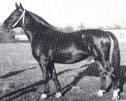 stallion Elan (Oldenburg, 1960, from Elegant II 4168)