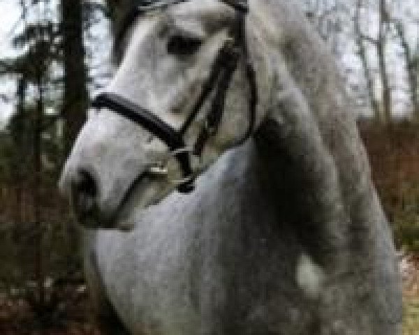 dressage horse Hesselteichs Duffy (German Riding Pony, 2009, from Donnerwetter)