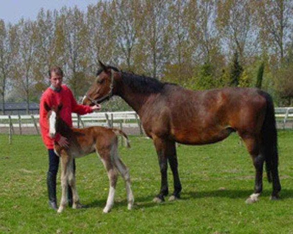 broodmare Hautain (KWPN (Royal Dutch Sporthorse), 1989, from Democraat)
