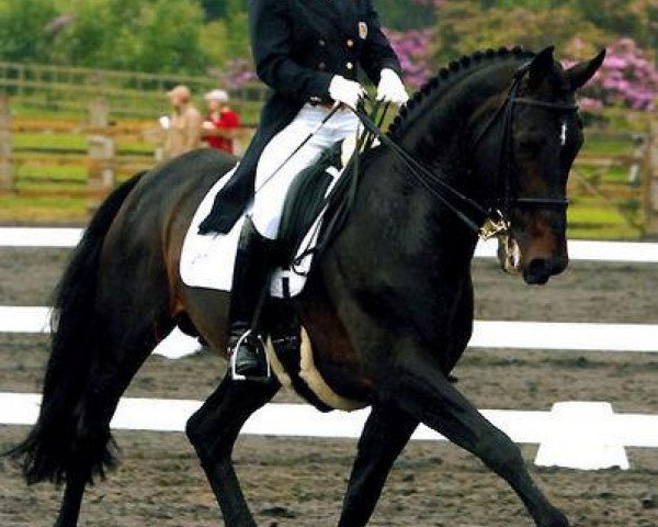 stallion Showtime (KWPN (Royal Dutch Sporthorse), 1999, from Contango)