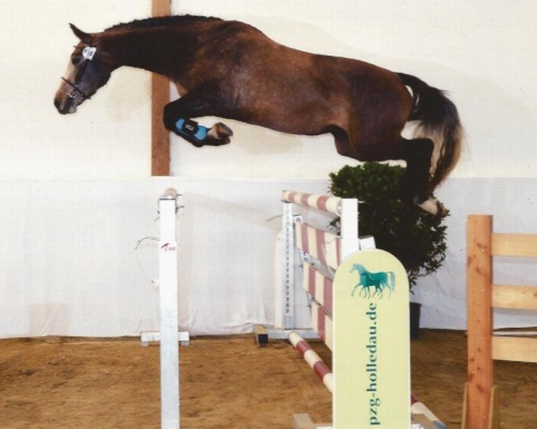 broodmare Corona M (German Sport Horse, 2010, from Colestus)