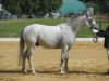 dressage horse King of Dance 3 (German Riding Pony, 2007, from King Bjuti)