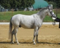 dressage horse King of Dance 3 (German Riding Pony, 2007, from King Bjuti)