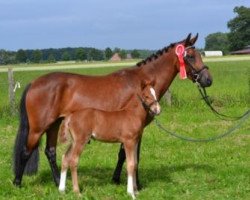 stallion VIP - Very Important Pony (German Riding Pony, 2013, from Van Heinrich)