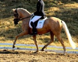 Deckhengst Golden Donner (Deutsches Reitpony, 2010, von Donnerwetter)