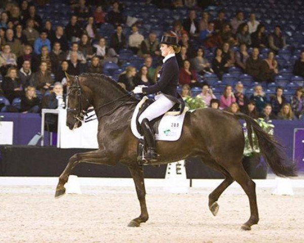 horse Vontango B (KWPN (Royal Dutch Sporthorse), 2002, from Contango)