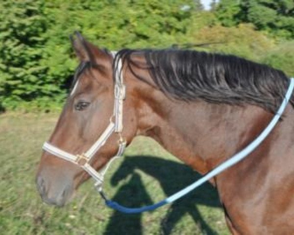 horse Three Stars Very Nice (German Riding Pony, 2001, from Dream Valvet)