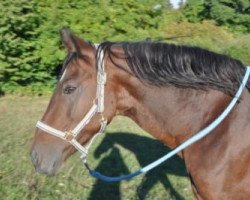 Pferd Three Stars Very Nice (Deutsches Reitpony, 2001, von Dream Valvet)