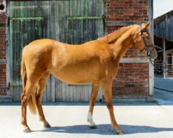 broodmare Gino's Graceful (German Riding Pony, 2010, from Gentleman)