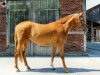 broodmare Gino's Graceful (German Riding Pony, 2010, from Gentleman)