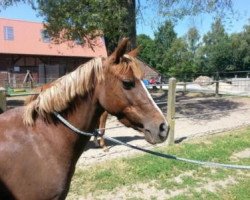 broodmare Top Nantano Girl (German Riding Pony, 2006, from Top Karetino)