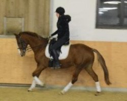 dressage horse Vascino C (German Riding Pony, 1998, from Vento)