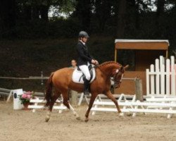 horse Glory and Joy L (German Riding Pony, 2008, from Geronimo B)