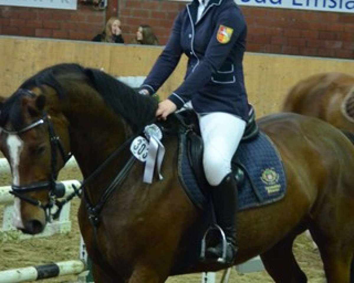Springpferd Leonie M (Oldenburger Springpferd, 2007, von Böckmanns Lazio)