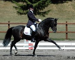 stallion Manitu N (German Riding Pony, 1991, from Magnum)