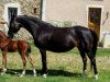 broodmare Mata Hari (German Riding Pony, 1996, from Cansas)