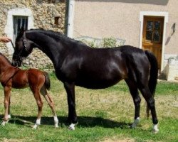 broodmare Mata Hari (German Riding Pony, 1996, from Cansas)