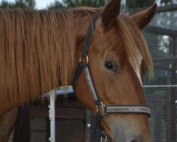 dressage horse Scipio Rosso K (Hanoverian, 2012, from Scolari)