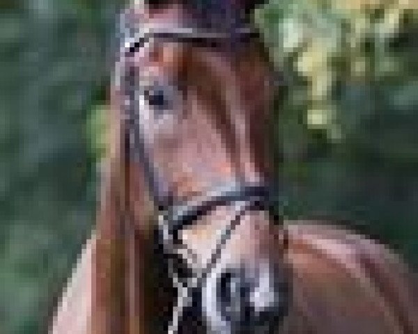 dressage horse Cognac 96 (Polish Warmblood, 2000)