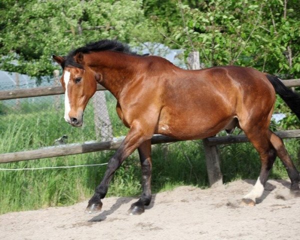 Pferd It's Fritz L (Westfale, 1985, von Faisal)