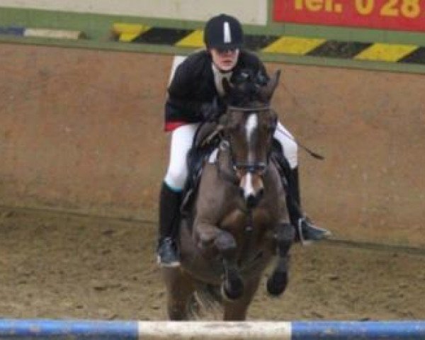 jumper Dindy (German Riding Pony, 2002, from Doodoo)