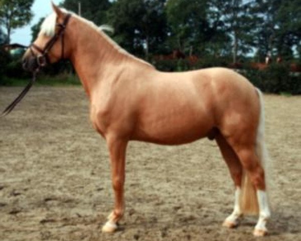 dressage horse Hesselteichs Lennox (German Riding Pony, 2010, from Lucky Strike)