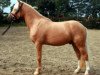 Dressurpferd Hesselteichs Lennox (Deutsches Reitpony, 2010, von Lucky Strike)